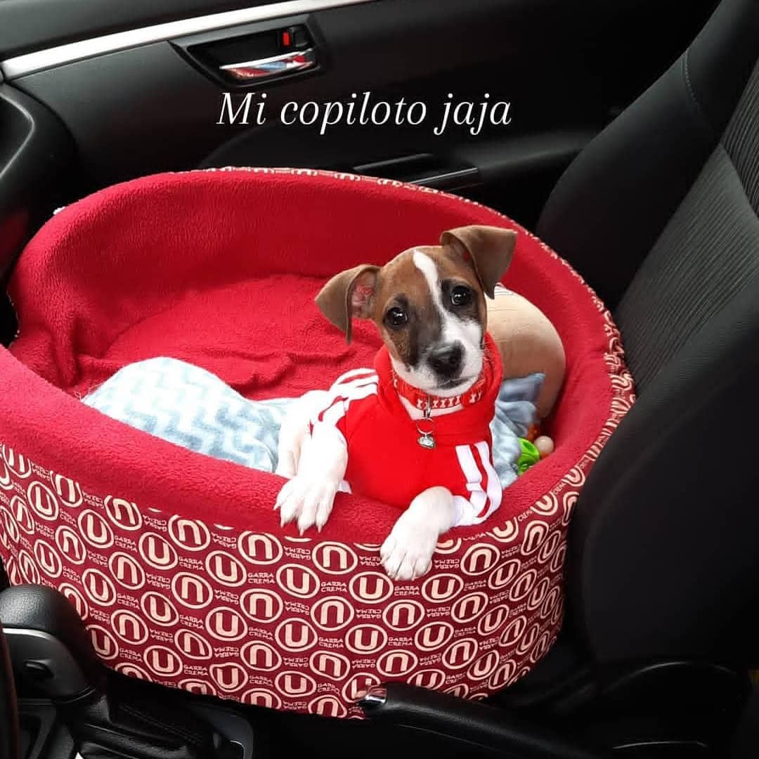 Feliz día al compañero fiel