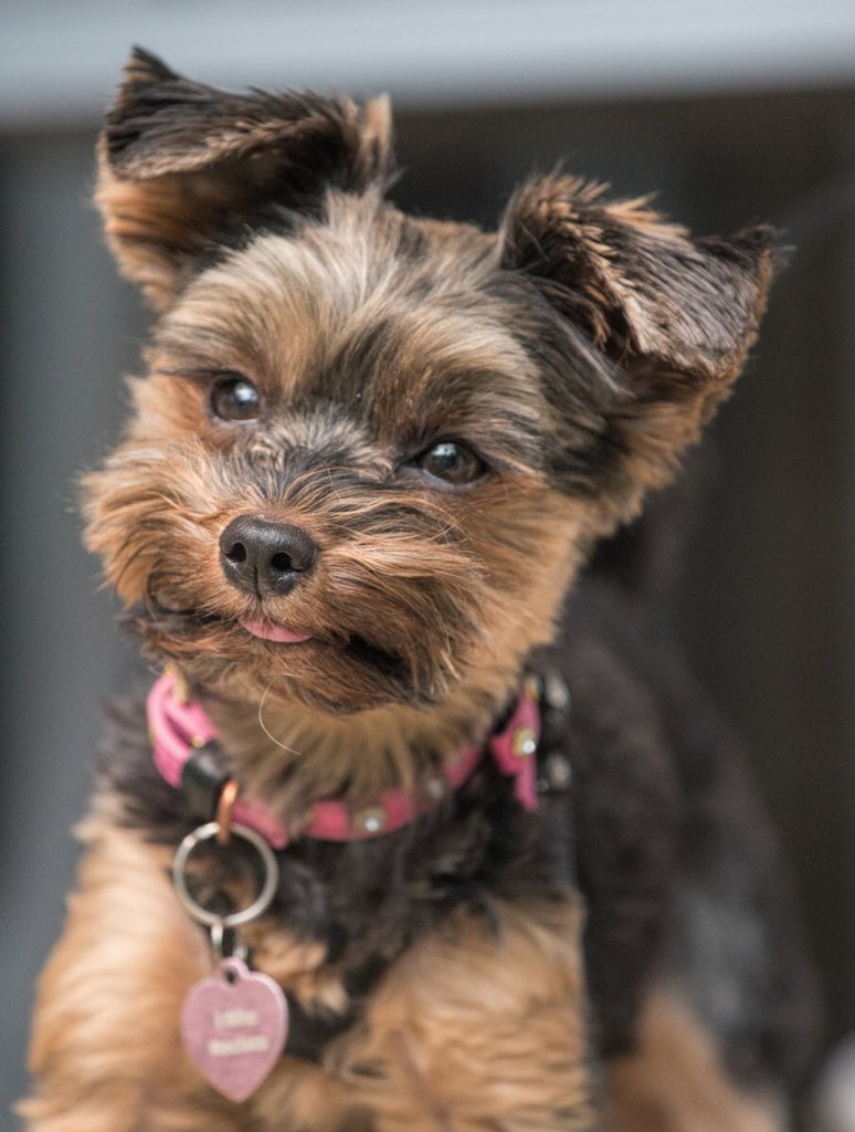 beatrixarthur's tweet image. #PVCastingCall2021 @petvalu 😘