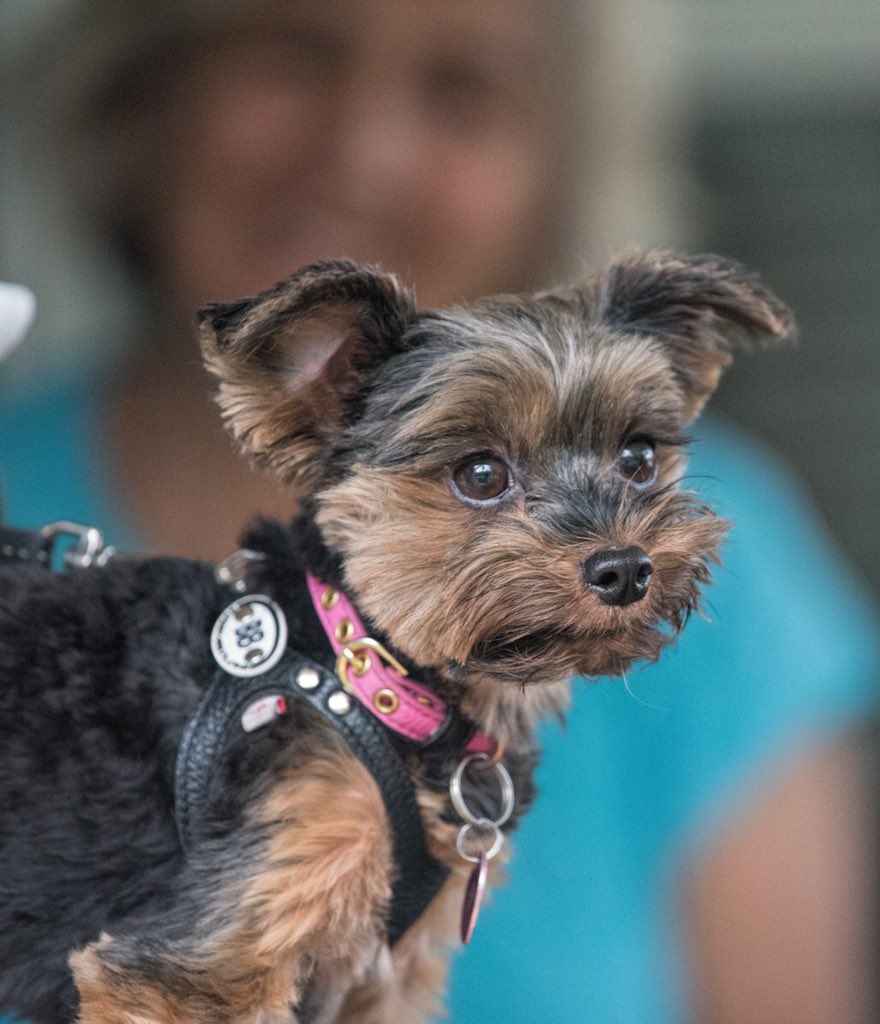 beatrixarthur's tweet image. #PVCastingCall2021 @petvalu 😘