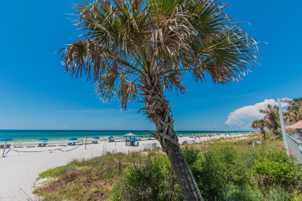 BikiniBeach_PCB's tweet photo. We've got it made in the shade... and in the sunshine! 😉😎 #BikiniBeachPCB https://t.co/FEVaI9TaVc