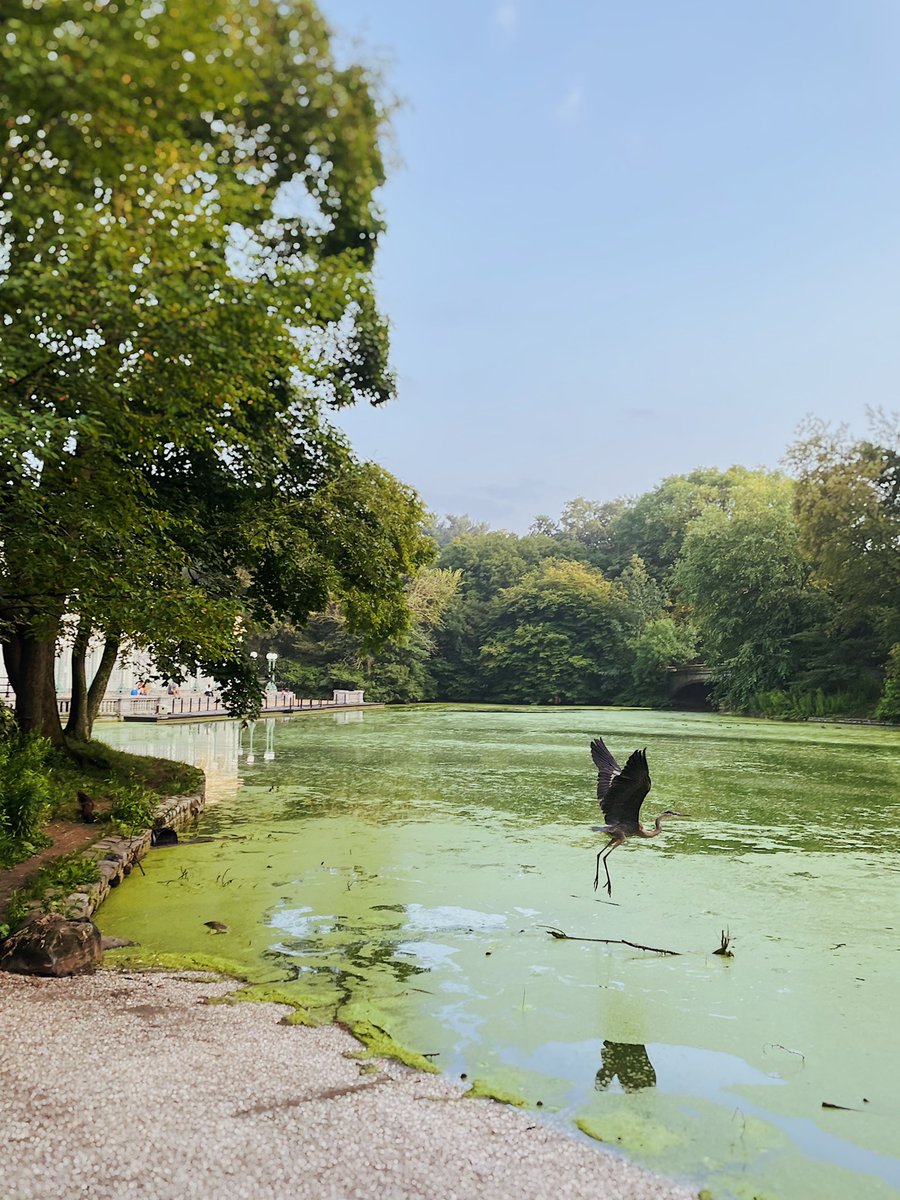 A crane taking flight over a serene pond covered in light green algae. The sky is light blue