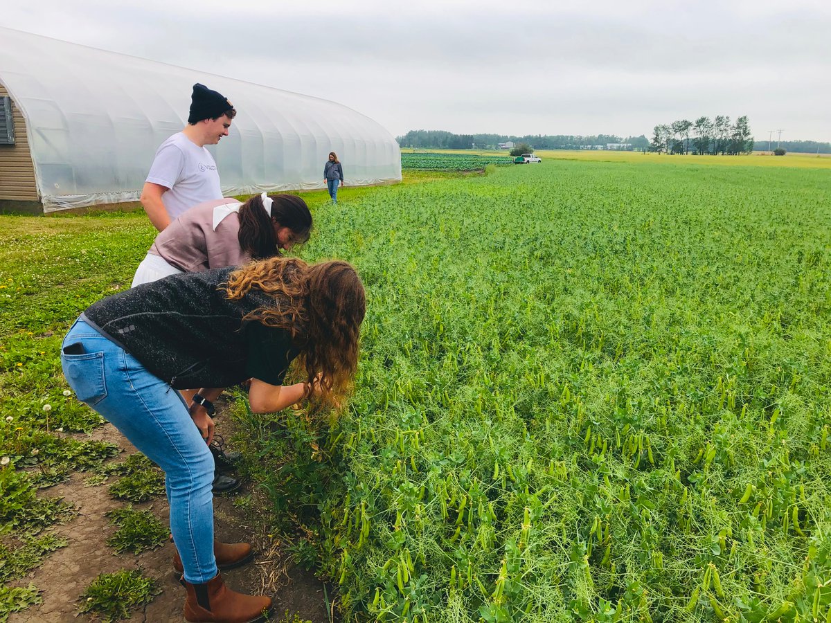 4AgForLife's tweet photo. Green fields full of nutritious and delicious goodness as far as the eye can see! Beck farms has so much to offer. So grateful that our team got the opportunity to visit this amazing farm.
#ABfarms #greengoodness #farmfun https://t.co/TWrcL1BS7Z