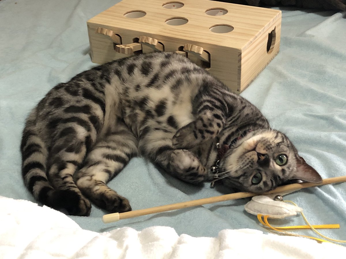 Trigger_Tattun's tweet photo. まごさんありがとう！！
Mago drew my cat! Not sure if it was during a stream but you should definitely check her out!
https://t.co/cnKGHO5Kd9 https://t.co/ypOajwFjzN