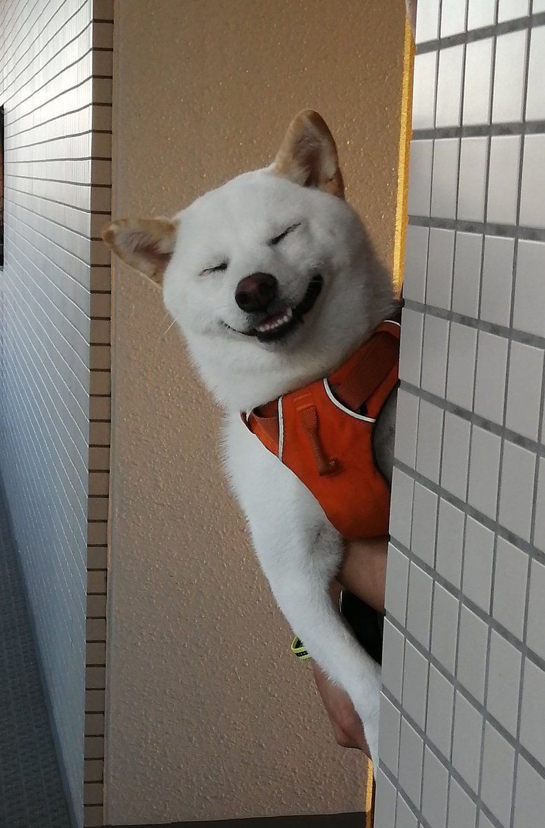 ニヒヒ と笑う柴犬ちゃんにつられて ニヒヒ 普段の様子を飼い主さんに聞いた ブリーダーナビ