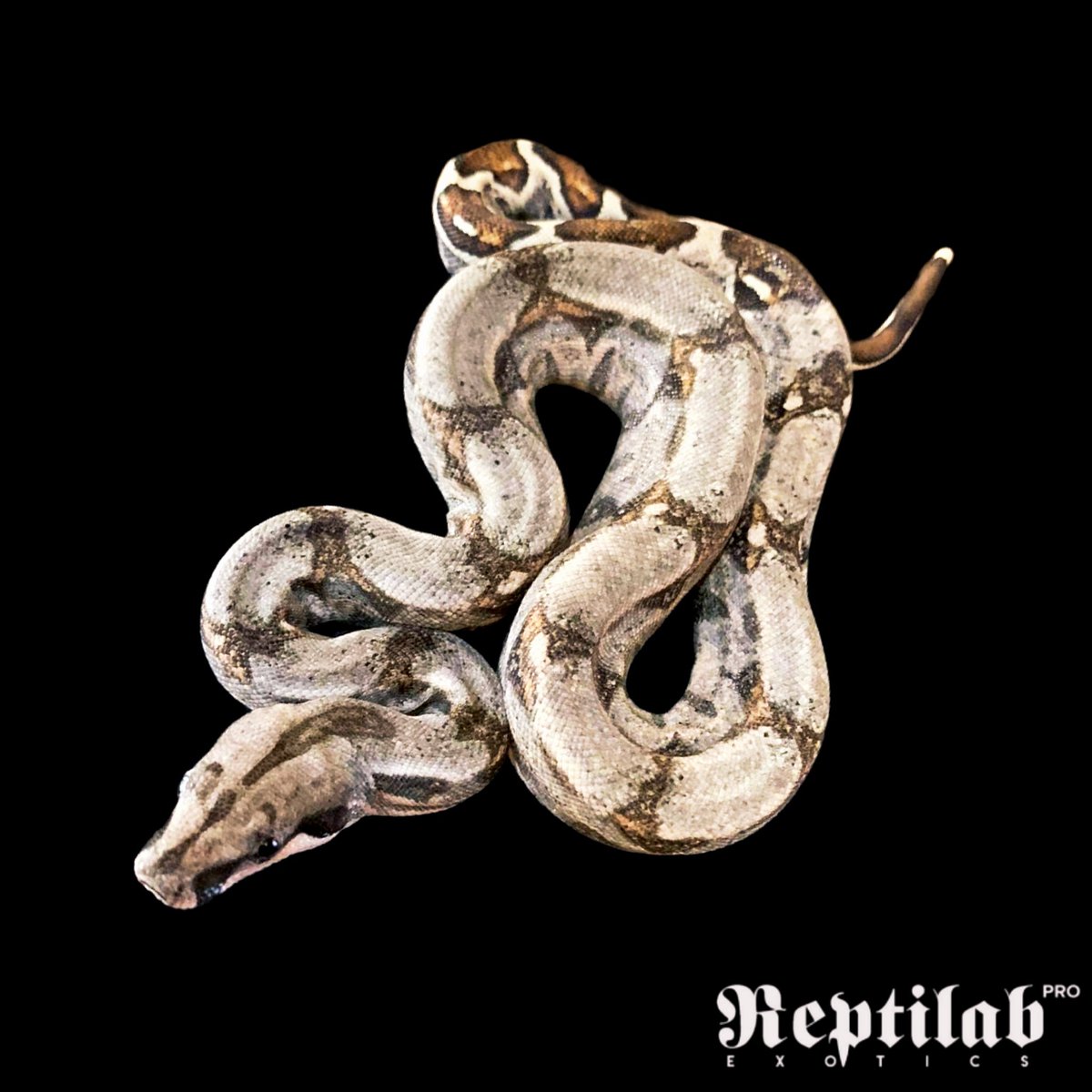 reptilabexotics's tweet photo. In Stock!

Boas should be properly supported during handling at all times. Place one hand under the body up near their head, and the other along the last 2/3's of the snake's length. They may loosely wrap their body around your arm, wrist, or waist for support. https://t.co/OOdEJszMr8