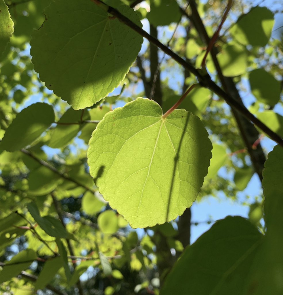 M Dk う カツラの木ですね 紅葉するとカラメルのような甘い匂いがしますよ