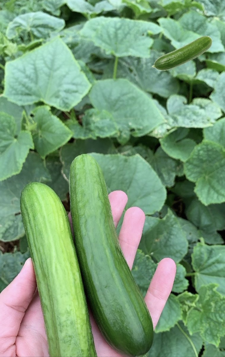 Hollyw20's tweet photo. I have a real garden this year and most proud/excited about these mini cucumbers! 🥒😍 #gardening #garden #minicucumbers #greenthumb #summerlife https://t.co/rQ6p1DxLYJ