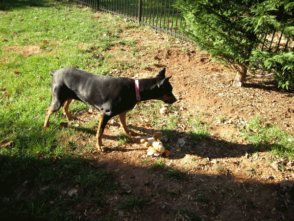 Turfnornamental's tweet photo. Dogs and Turf grass Interactions | NC State Extension Publications
https://t.co/bpu6RpxSL1 Very good information about #dogs and #turfgrass https://t.co/0tF1p3cwsf
