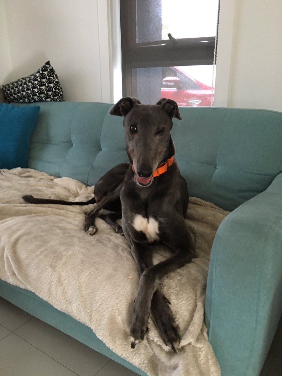 KruidConsulting's tweet photo. She’s posing quite elegantly now, but was sleeping so hard she fell off her throne twice this morning. She then lies there like that was exactly what she intended to do. Too funny! Never thought I was a ‘dog can be on the couch’ person.🤷🏼♂️🤦🏻♂️ #fosterdog #faileddad #norules https://t.co/4InMpF6f3n