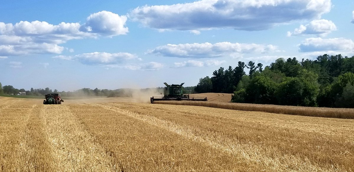 Beauty sight! 🌾
#havest2021
#wheat2021
#fieldsofgold