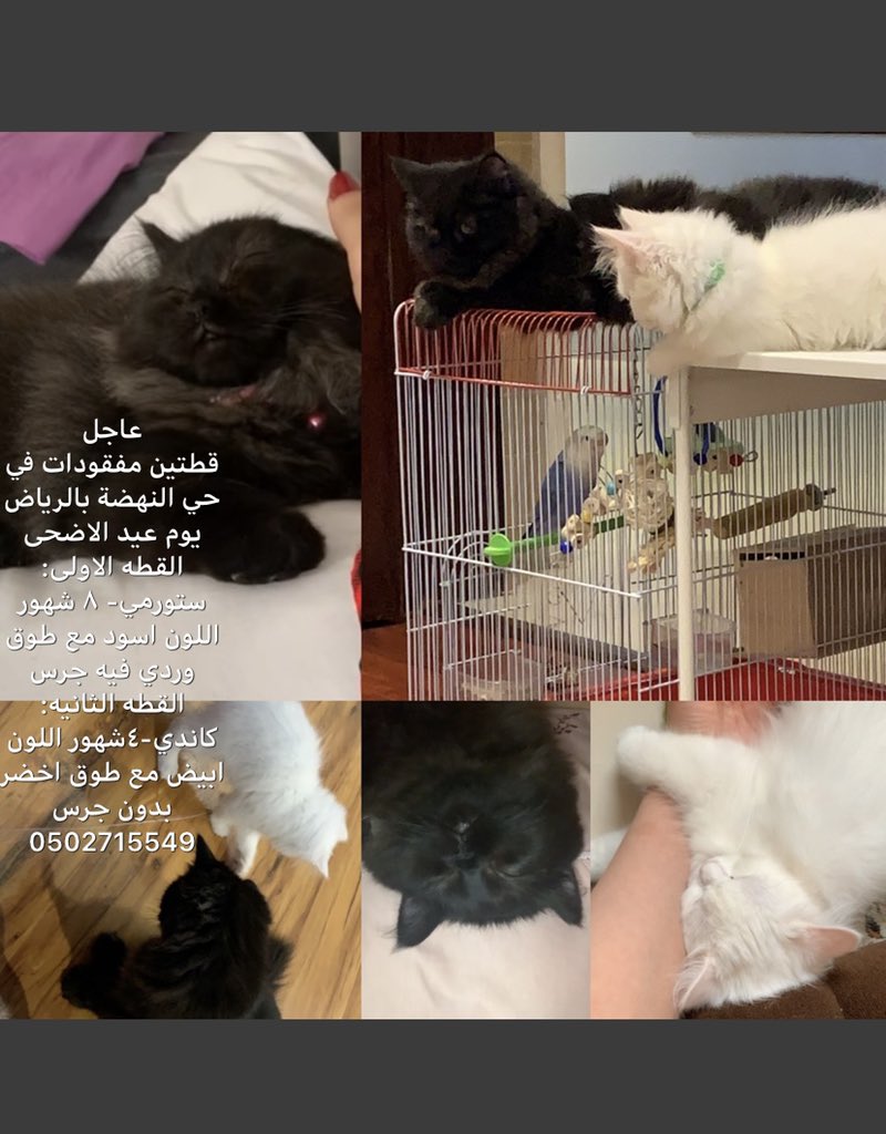 lama_0433's tweet photo. #قط_معثور_عليه https://t.co/FocJmBHBAg