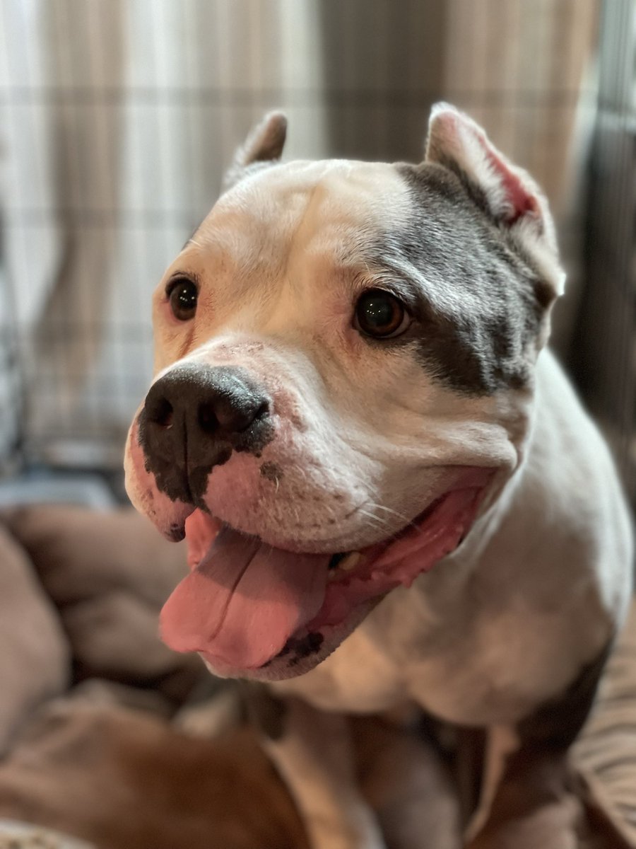 ctaaron's tweet photo. @DaveBautista someone is perking up and looking better #TysonfromTX #pittiesmile https://t.co/JlG90Guvvq