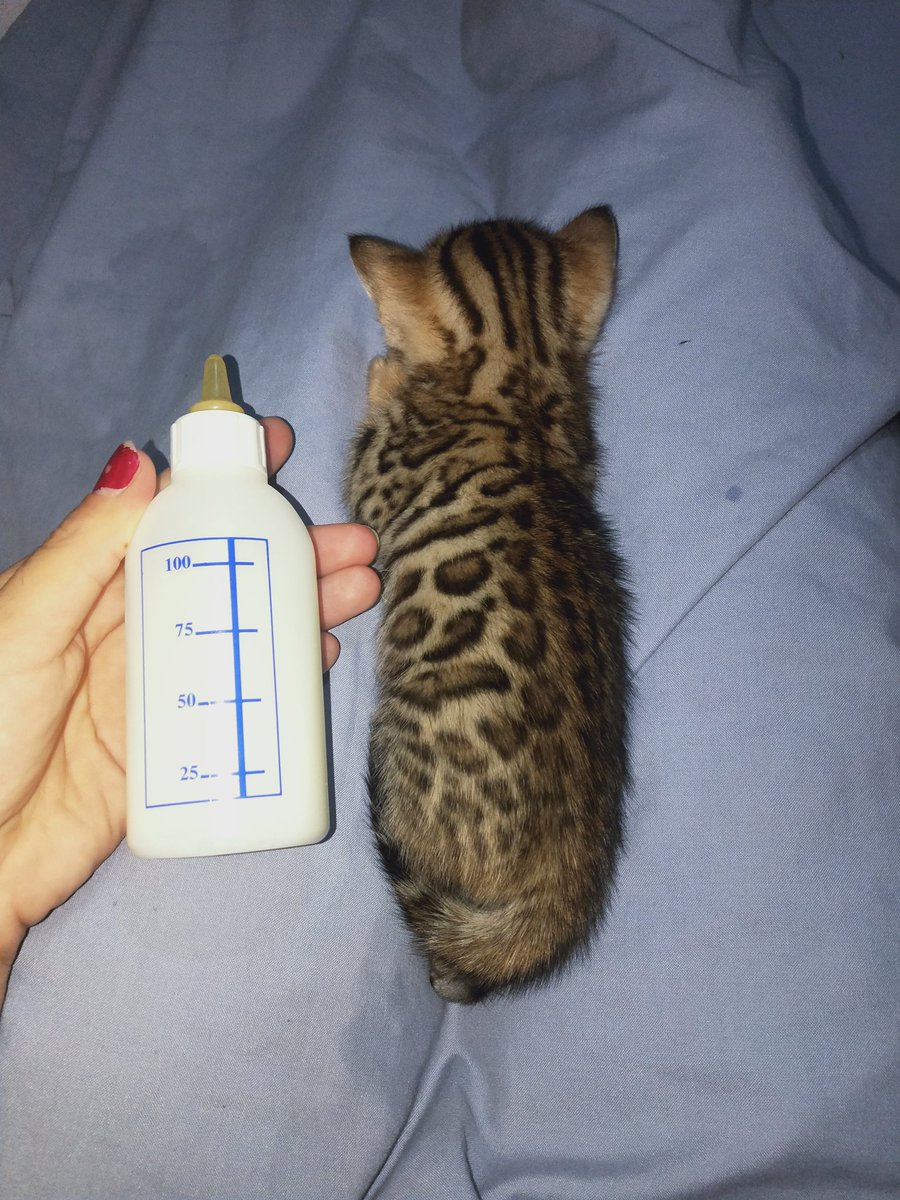 Tengo un bebé bengalí y se llama ❤️‍🔥 Rich ❤️‍🔥