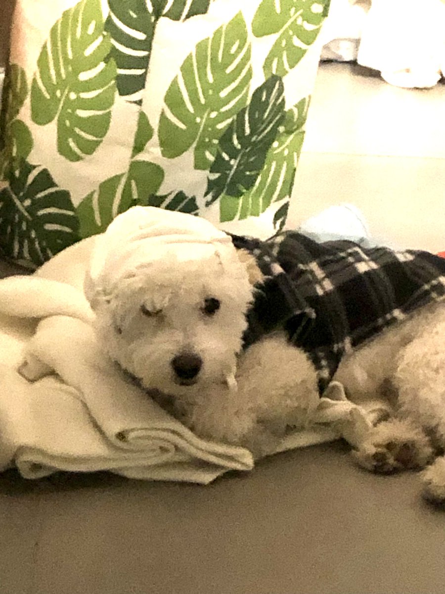 Se extravió #Doky (caniche toy blanco estaba con esta ropita) 😭 barrio Mcal. López, Lambaré por favor si nos ayudan a encontrarlo🙏🏻

Contacto 0981 470 451 
gracias