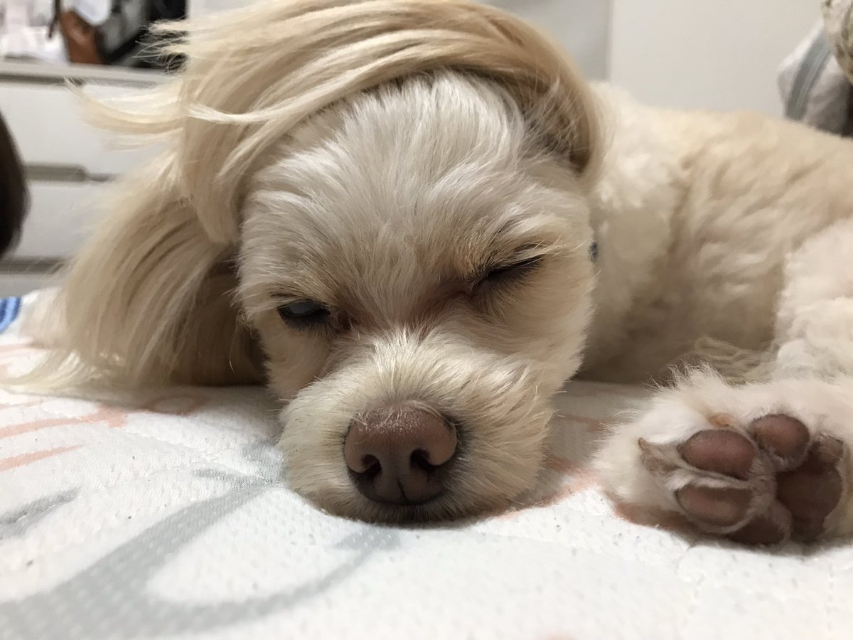 おじさん犬 おじさん犬
