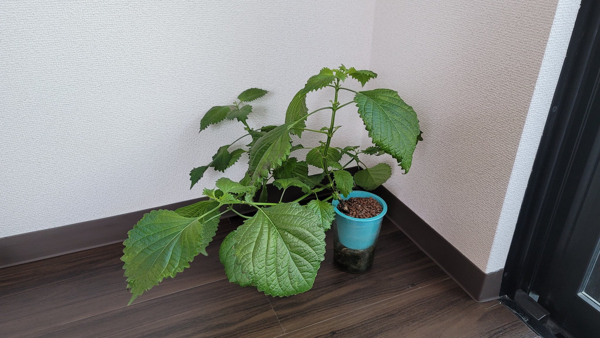 あたまるの水耕栽培大学 こちら 挿し芽苗の挿し芽苗の挿し芽苗です コップ1個の水耕栽培でシソ 大葉 は無限栽培可能です 根が詰まって根本が弱りかけたら すかさず水挿し芽で次世代に繋げます 水耕栽培 水耕栽培しそ T Co 0j947a3cwo Twitter