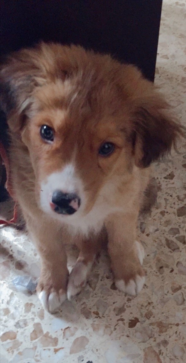 verog73's tweet photo. @goliveros Este precioso se llama leeroy #perroreal https://t.co/4U5TUxSPlX