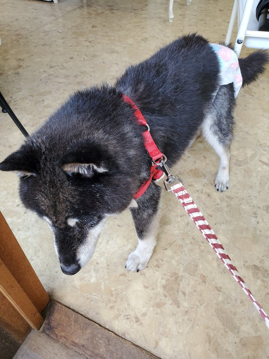 HolyAts's tweet photo. 〒458-0922 愛知県名古屋市緑区桶狭間切戸２４１２
らへん迷い犬保護
近くの美容室で預かってもらってます。
ここあたりある人は https://t.co/l75cRKwNZa