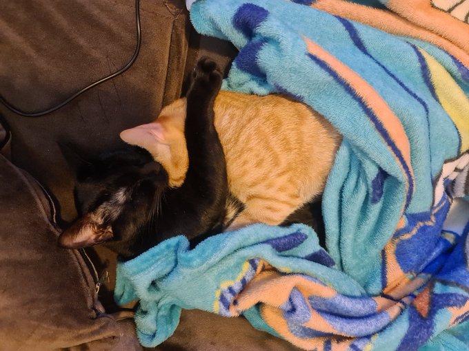 Watch Rangel Carlos Feiticeira 🌶 ✨'s leaked NSFW photo on TwXstars