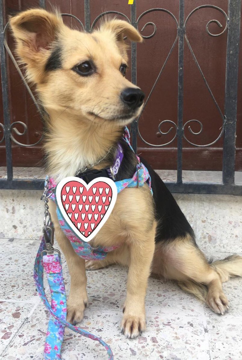 yoamoanimales's tweet photo. ❤️SOY CHERY❤️estoy buscando un hogar donde yo pueda dar mucho amor, compañía y ser fiel toda mi vida. Me rescataron de la calle no se que paso?! Solo me acuerdo un poquito que me moría de miedo del ruido muchos carros y muchas personas me gritaban que me vaya. https://t.co/1NOpwpjLCP