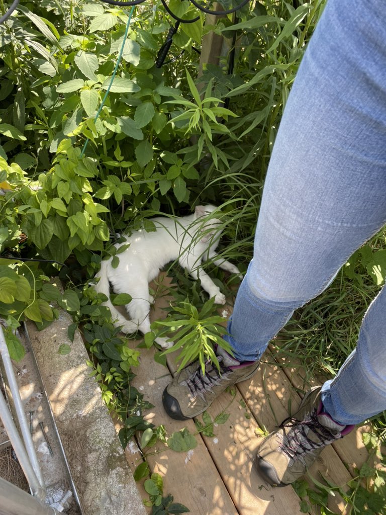 Made a little friend in the field today! I named him ‘Flux’ because he followed me for over an hour while I worked on our eddy covariance system