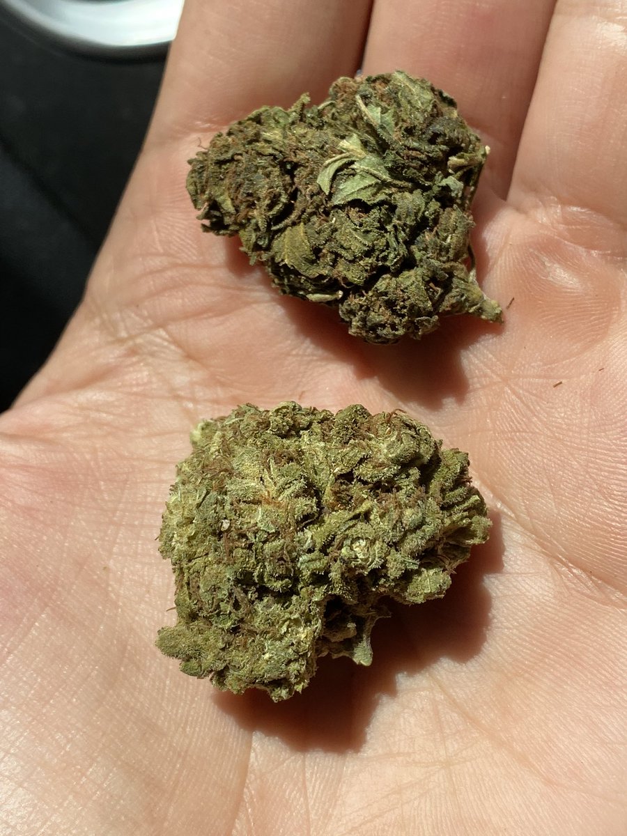 BossG420's tweet photo. An other day, in CDMX.
#BossG #OgCali #420friendly #420babe https://t.co/I52BGwWKMv