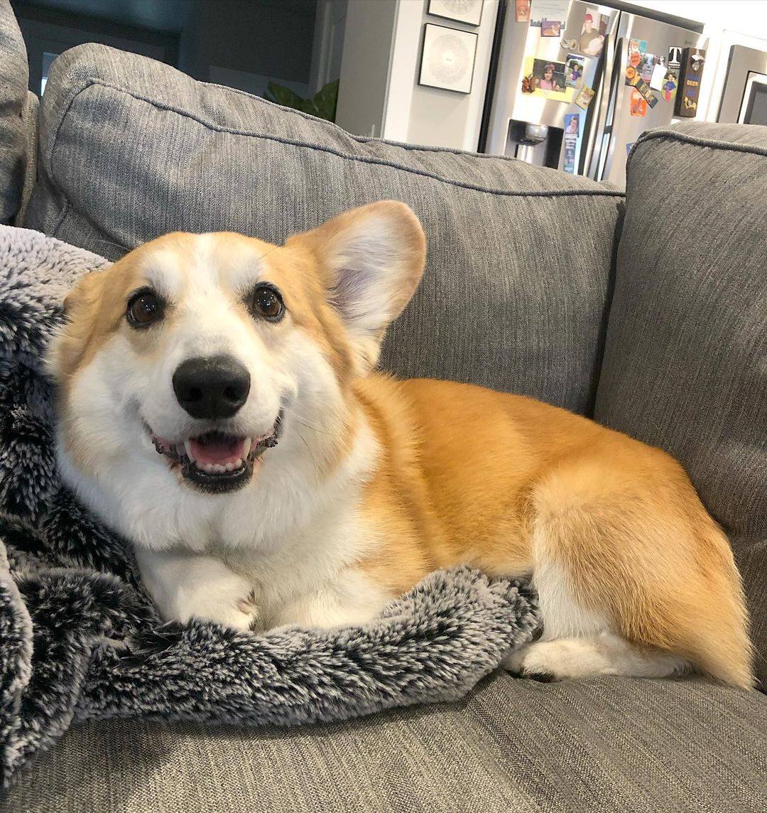 CommunityCorgi's tweet image. Do you love Corgi Dog?🤩
Who love this?🥺
Follow us👉 for more content! 😻🥰
 
❤️Double tap⁣❤️
_
_
#CorgiCrew #Corgi #corgiofTwitter