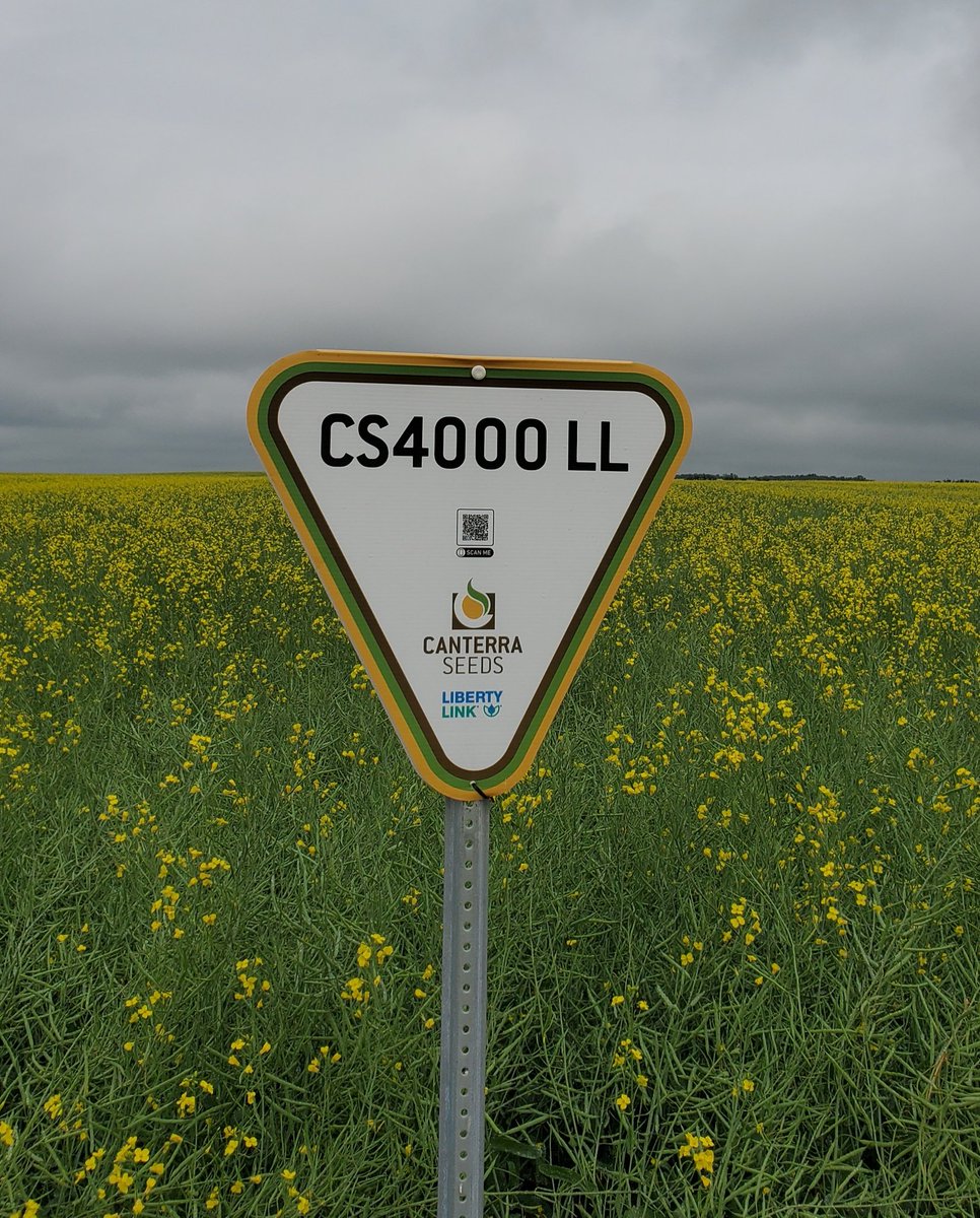 Check out those pods on <a href="/canterraseeds/">CANTERRA SEEDS</a> CS4000 LL. 😏