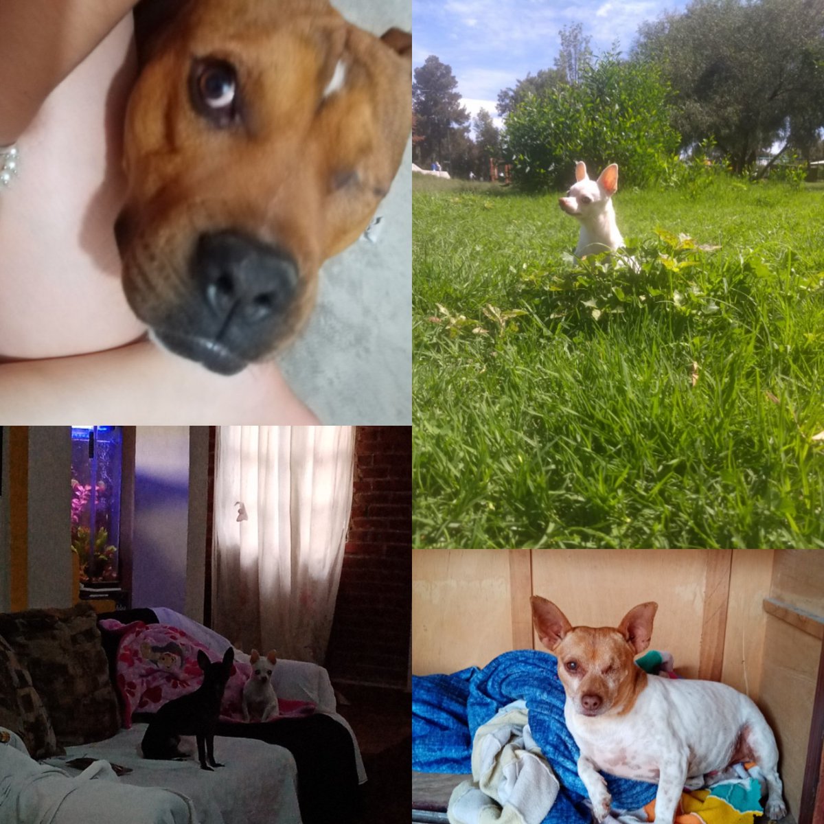 Rios39216593's tweet photo. Se  tenían que publicar 🐶😃❤️💞 los amo! https://t.co/jABC7u8FlF