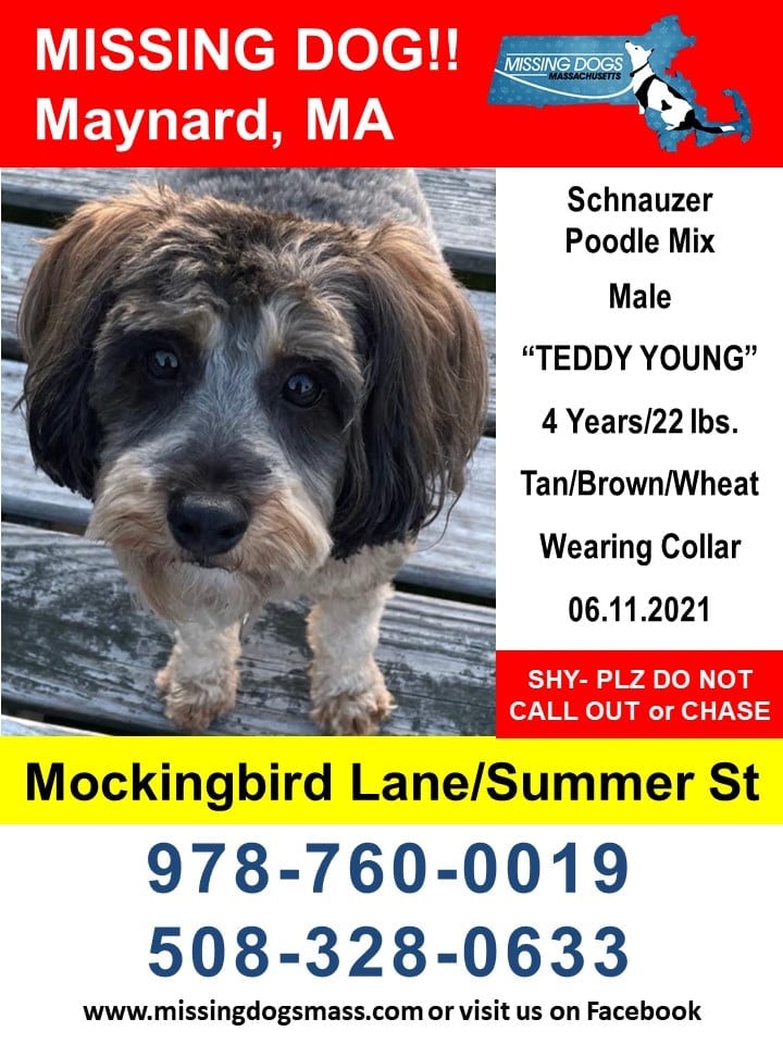 #LastHopeK9 alum Teddy Young has been missing for over a month, but he was sighted today in #Action, MA. Please share with your friends & family in the area. He's very scared. DO NOT CALL OR CHASE IF SIGHTED. Please call the numbers on the flyer. #MissingDogsMass #MissingDogsMA