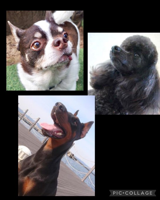 ドッグトレーナーのtwitterイラスト検索結果