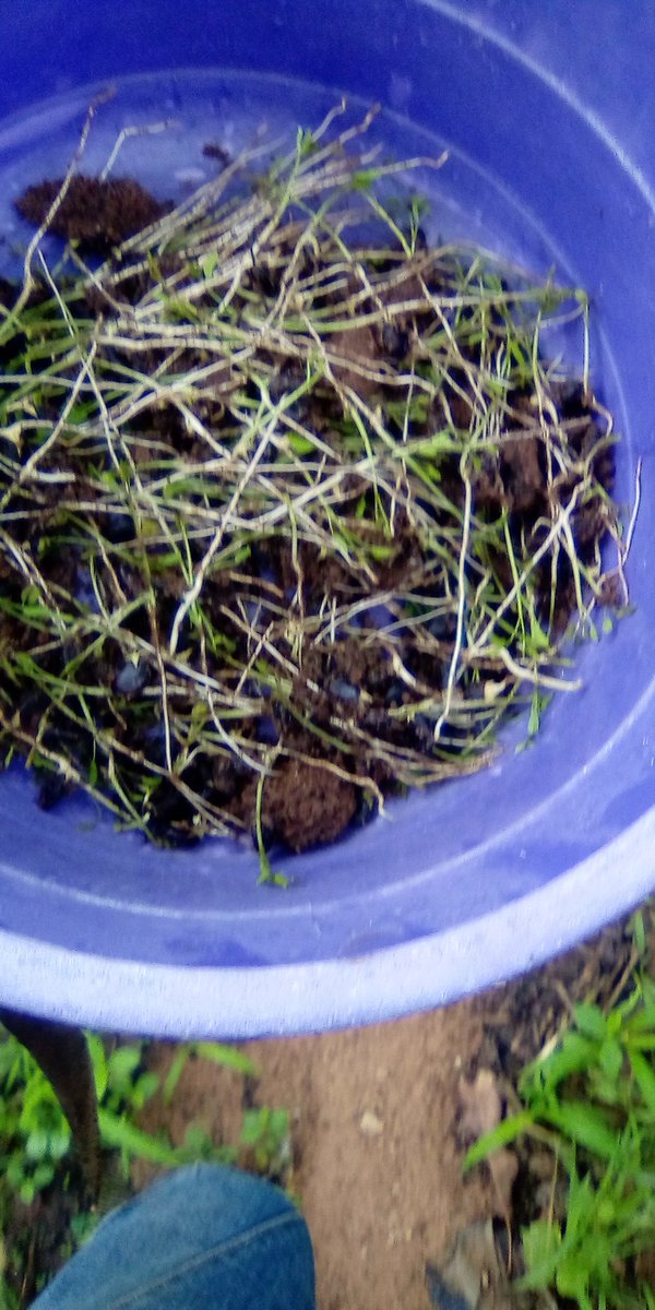 DissouIgnace's tweet photo. #Enseignant &amp; @Naturaliste, j'ai œuvré ce jour à la constitution d'une clôture #biologique à base de campêchés; une #Alternative pour contrer les #dégâts des #cultures dûs aux bouviers #nomades.
#Protégeons notre #environment 
Nous resterons sur #Terre
#UNICEFEducation #gouvbenin https://t.co/tTXf0QNpUH