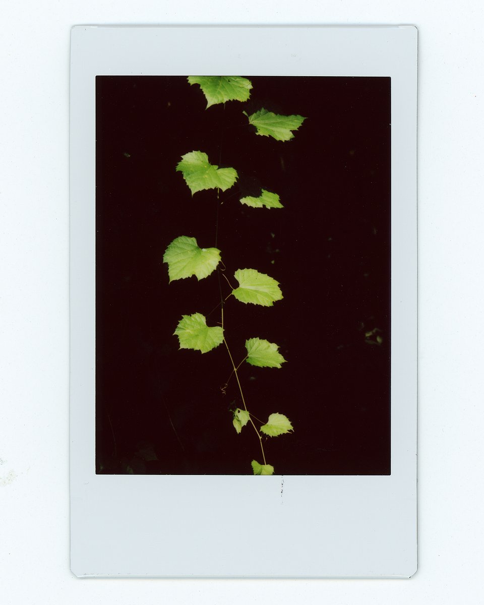 HadoLand's tweet photo. Experimenting with #instax mini film on my #Mamiya RB67. Fun stuff! #flowers #photography https://t.co/CFQpyc7WiD