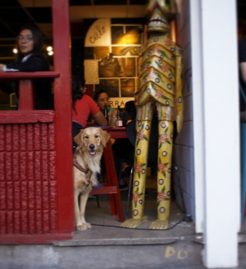 ¡Feliz día del perro a esos seres de cuatro patas que nos alegran y que nos encanta recibir en el café! 🐶🐕✨

#RayuelaGT