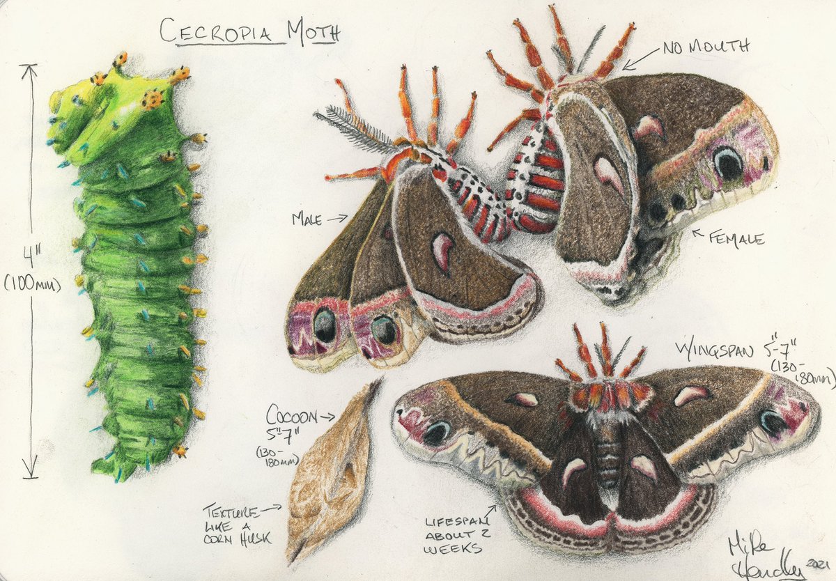 It’s National Moth Week! Seems the release of my cecropia drawing is perfectly timed #NationalMothWeek #sciart