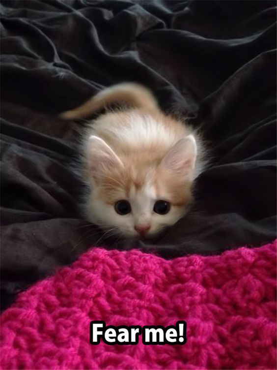 KristenRadon's tweet photo. #catsoftwitter https://t.co/uQqq9kwPK8