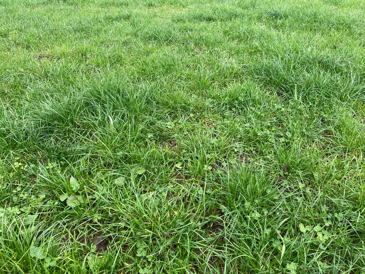 UMSeeds's tweet photo. Ever thought of adding a #multispecies mix into your operation? Well check out the performance of this Multispecies Blend with a legume base, that was oversown into existing pasture in autumn! Photos show off the growth from before, during &amp; two weeks after strip grazing. #tasag https://t.co/6f0KcJVKwI