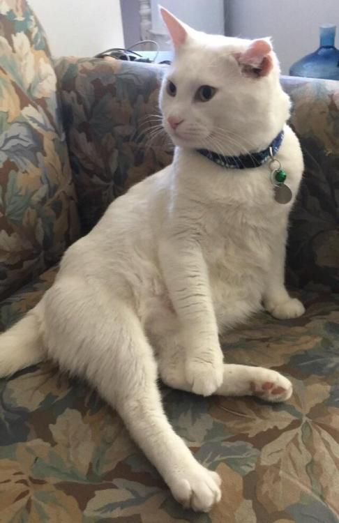 KristenRadon's tweet photo. #catsoftwitter https://t.co/2TDa2uMPqa