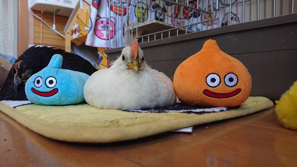 おお…このにわとりはドラクエのスライムの一種なのか⁉