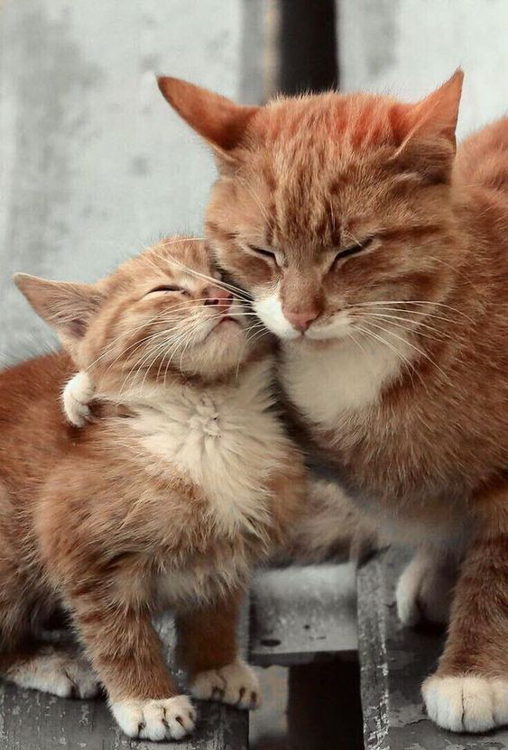 KristenRadon's tweet photo. #catsoftwitter https://t.co/9bk49O9iyO