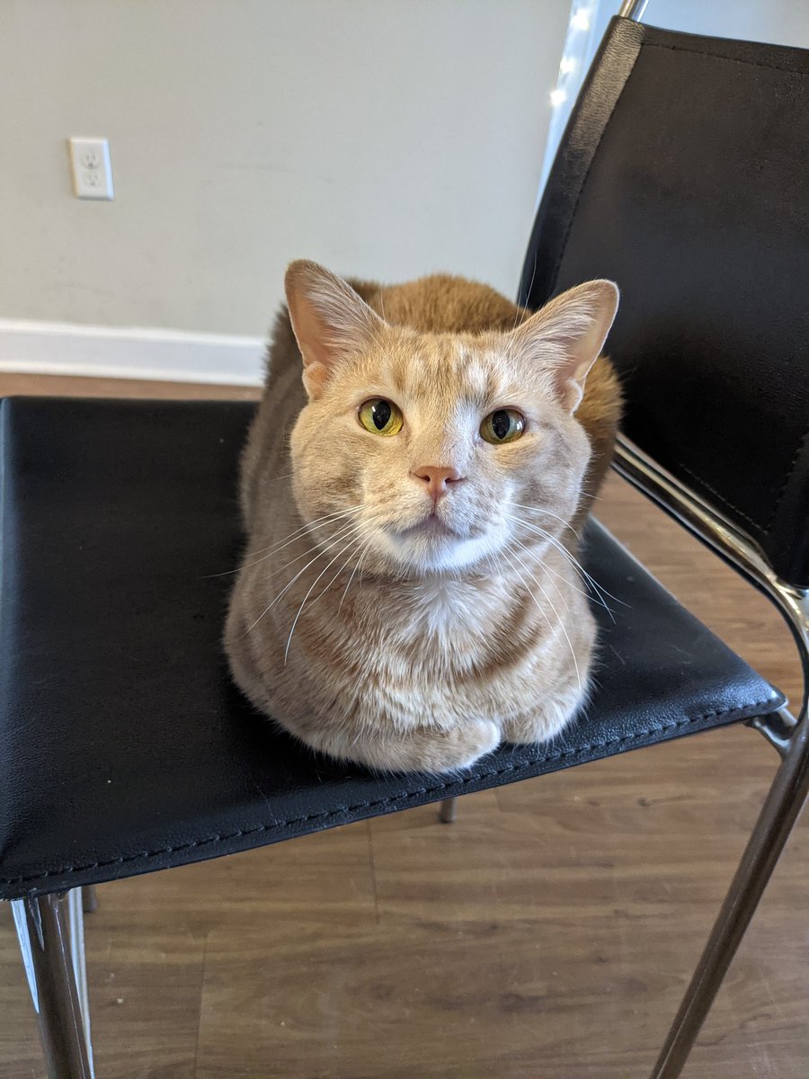 BoringDragon's tweet photo. @Advil This is Heff, he sits politely with me while I do homework 😊 https://t.co/0OU56Ob4UI