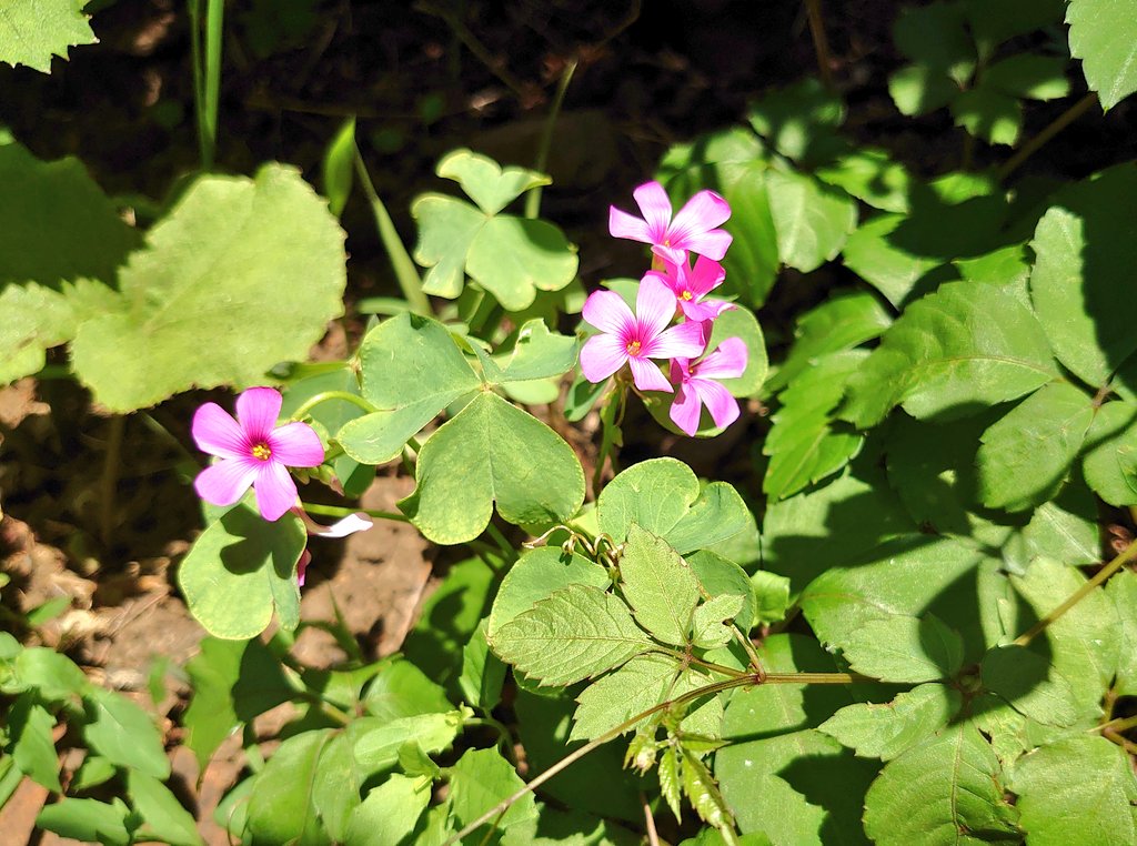 佐野 今日の一日一草 カタバミ科のイモカタバミ 芋のように膨らんだ球根があるらしい 似た花の色のムラサキカタバミ ってのもあるらしいが花の中心部分の色が違うのでたぶんイモカタバミだと思う たぶん