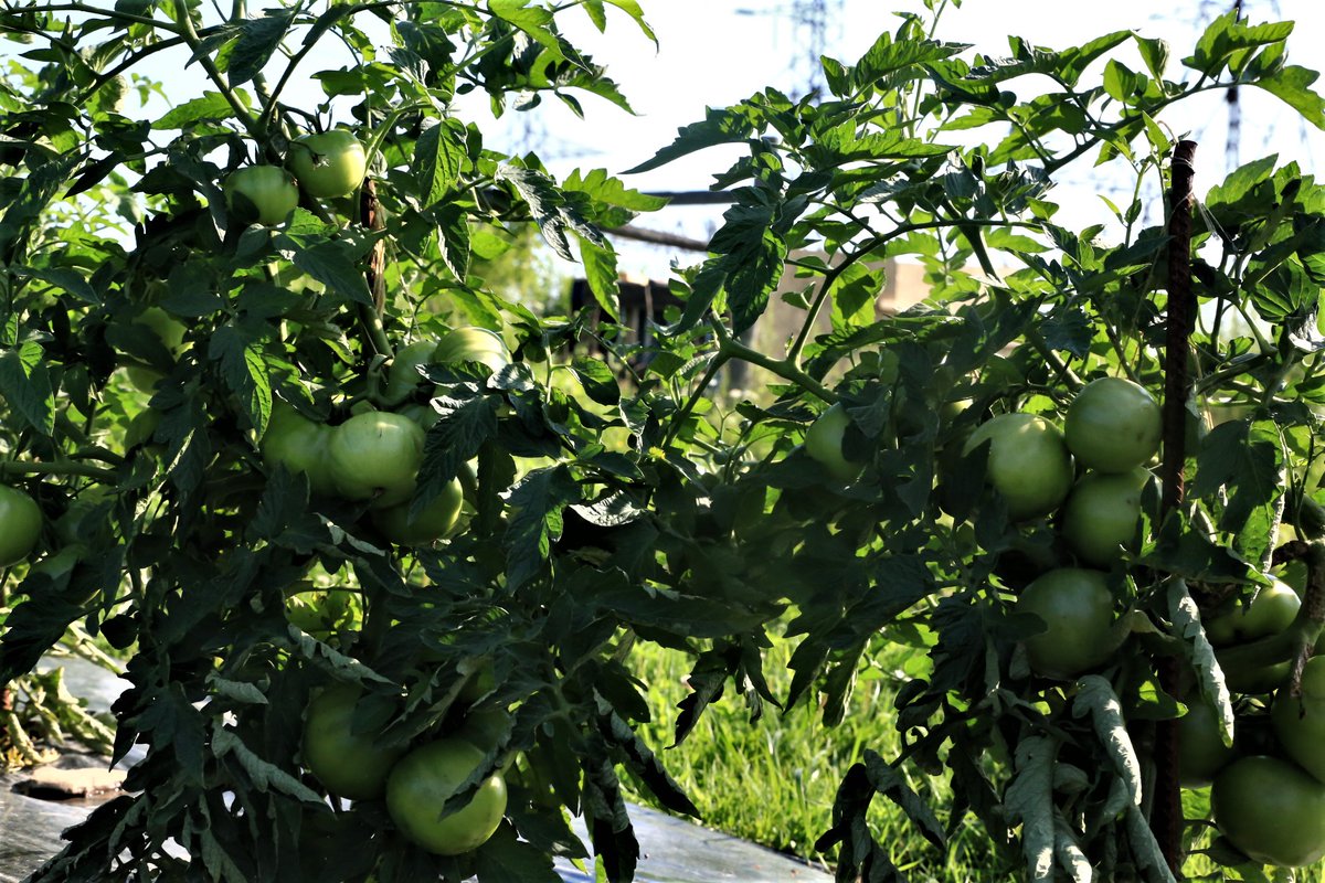 LarsonHeinonen's tweet photo. DeMazenod farm in Ancaster/Hamilton this morning.   Most of the vegetables grown there go to the owners/operator's , St. Patrick's Catholic Church's kitchen that prepares breakfast and lunch for the needy in Hamilton. https://t.co/U3hfKe3rv6