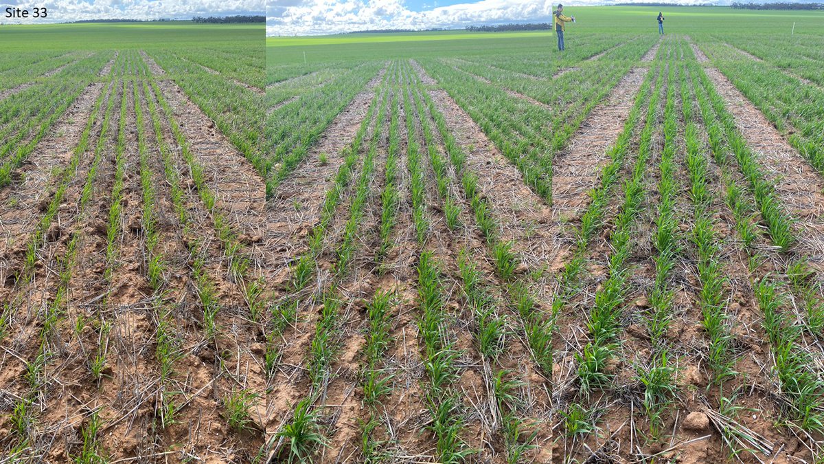 P rate trials in the Mid North showing varying degrees of responses. Four sites were selected in this paddock with different soil P properties. The photos show 0, 15 &amp; 50kg P/ha at each site (L to R). The trials are a part of a SAGIT funded project to improve P prescription maps.