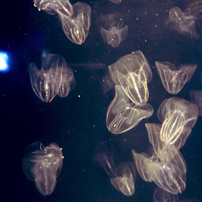 クラゲのtwitterイラスト検索結果