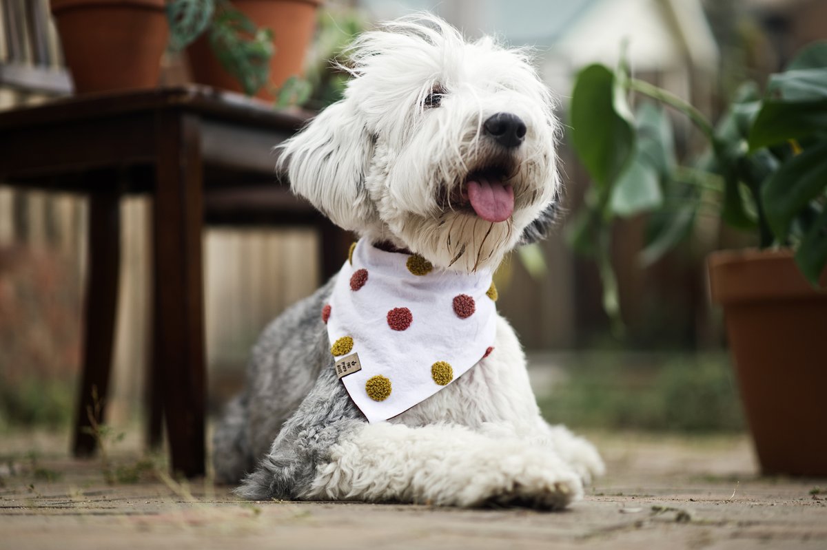 thisiscorley's tweet image. My nieces helped weed my garden so I decided to take a photo of Bodega on it! :D #PVCastingCall2021