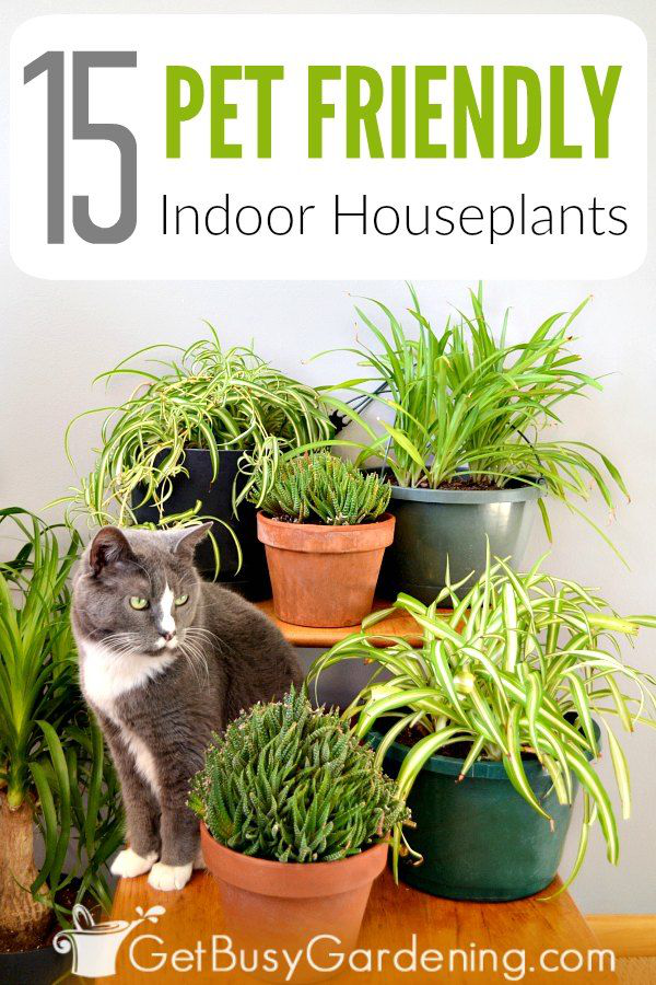 KristenRadon's tweet photo. #catsoftwitter https://t.co/Io8GpNPrrB