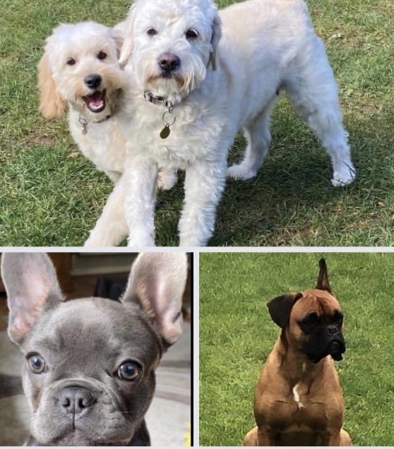 Stanley, Honey, Bentley &amp; Bella are excited for <a href="/BrookersLtd/">T Brooker & Sons Ltd</a> Dog Show as part of Bucklersbury Day in Hitchin. #dogshow #dogsoftwitter #hitchin #ilovehitchin #bucklersbury