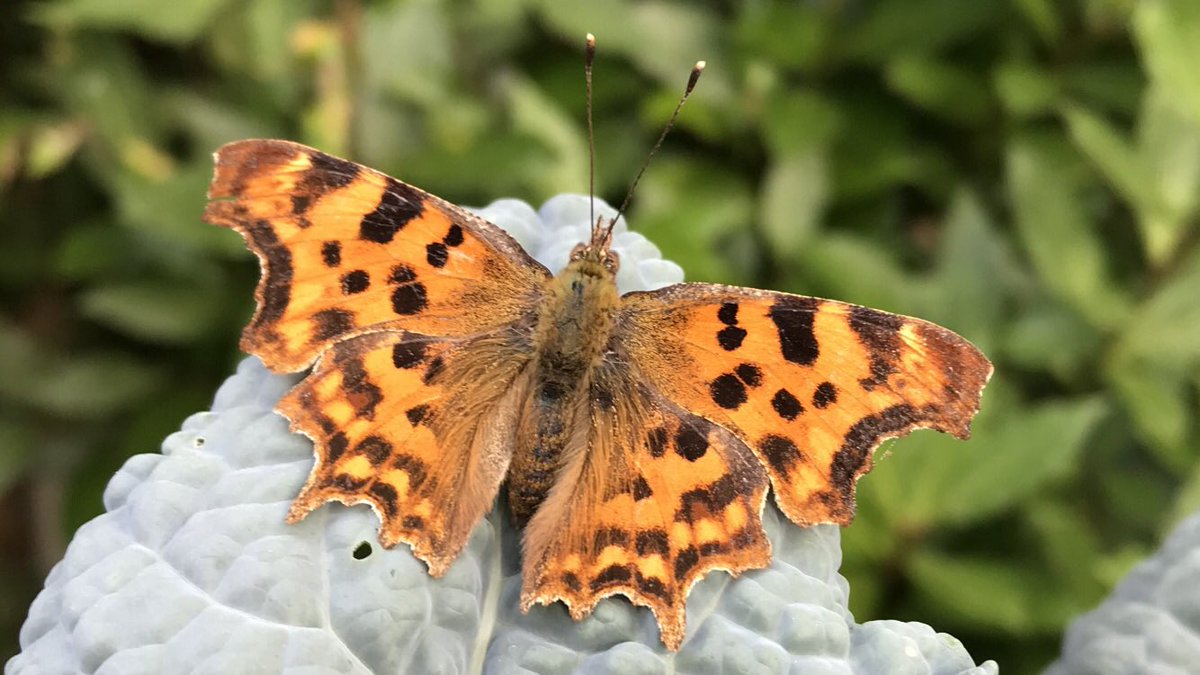 An exquisite ‘comma’ moth has momentarily joined us in our back garden.