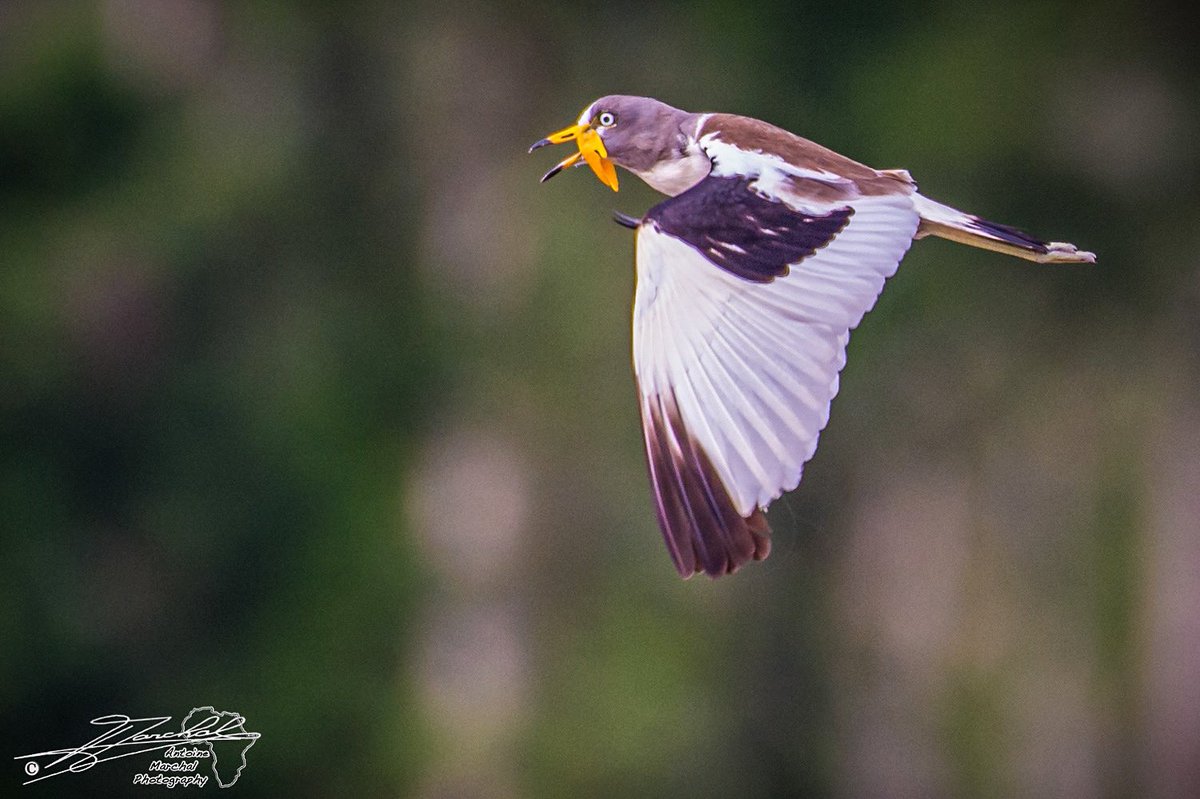 ntoine_Photo's tweet image. #Whitecrownedlapwing in #Pokola, #RepublicofCongo #lapwing #birding #congo #sangha @BirdWatchingMag